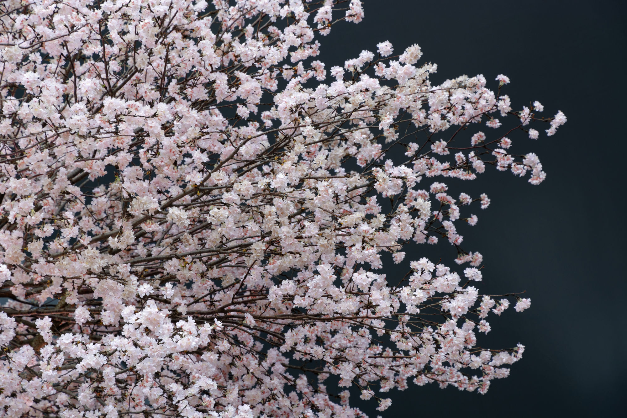 2017-04-18 16-14-22 Tokio