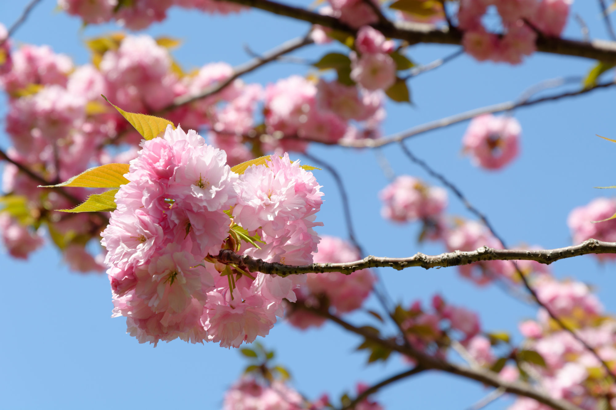 2017-04-19 13-49-31 Cherry Blossom