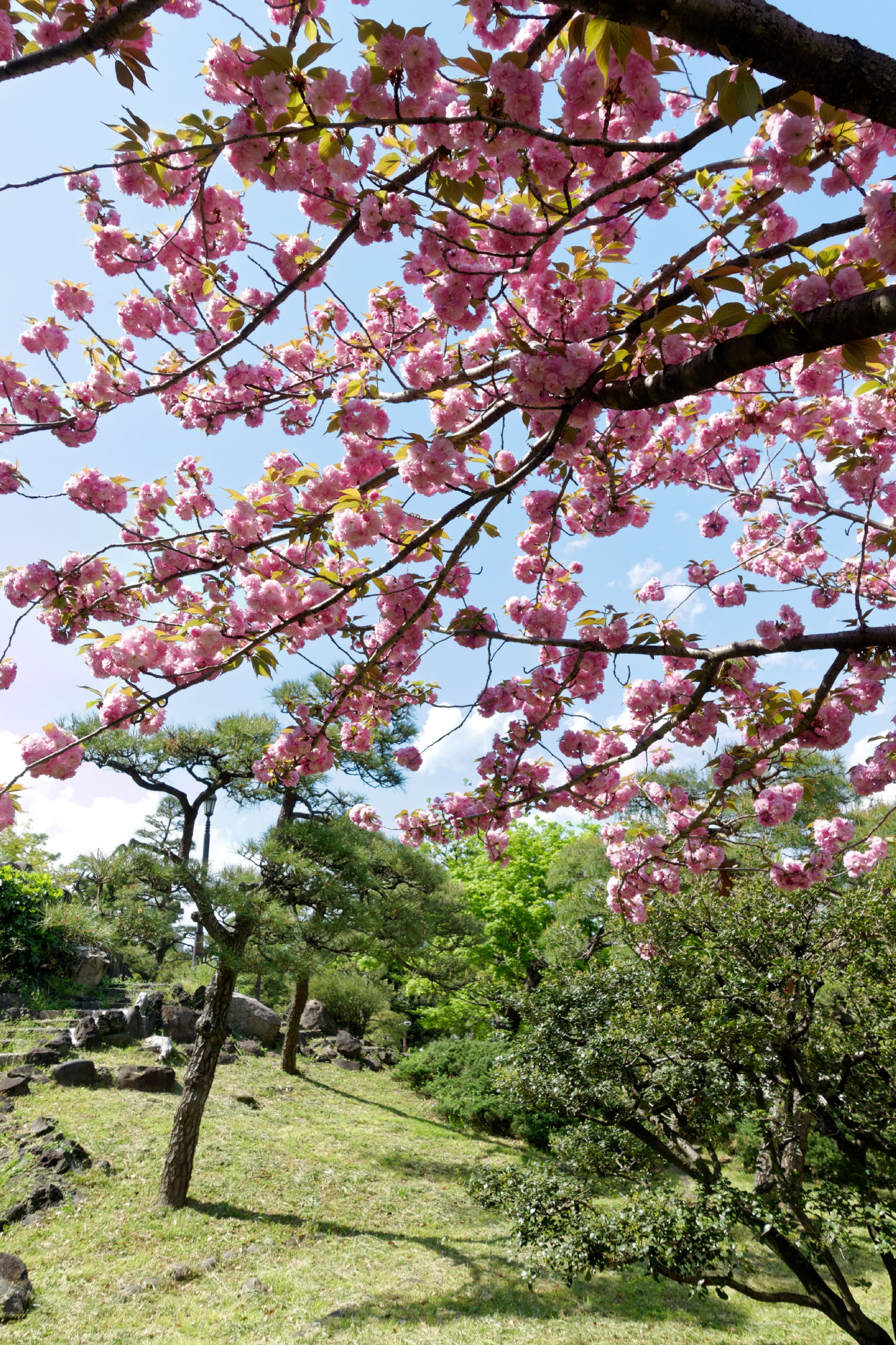 2017-04-19 13-51-33 Cherry Blossom