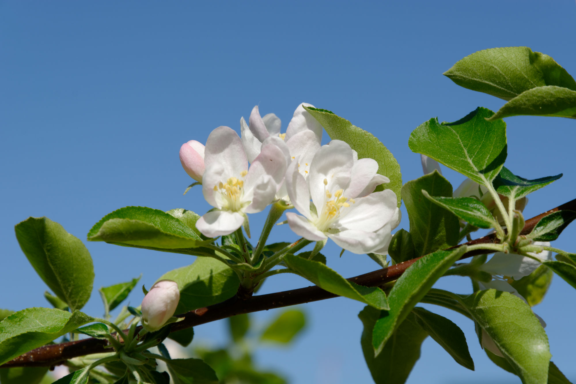 2017-04-19 15-11-29 Cherry Blossom