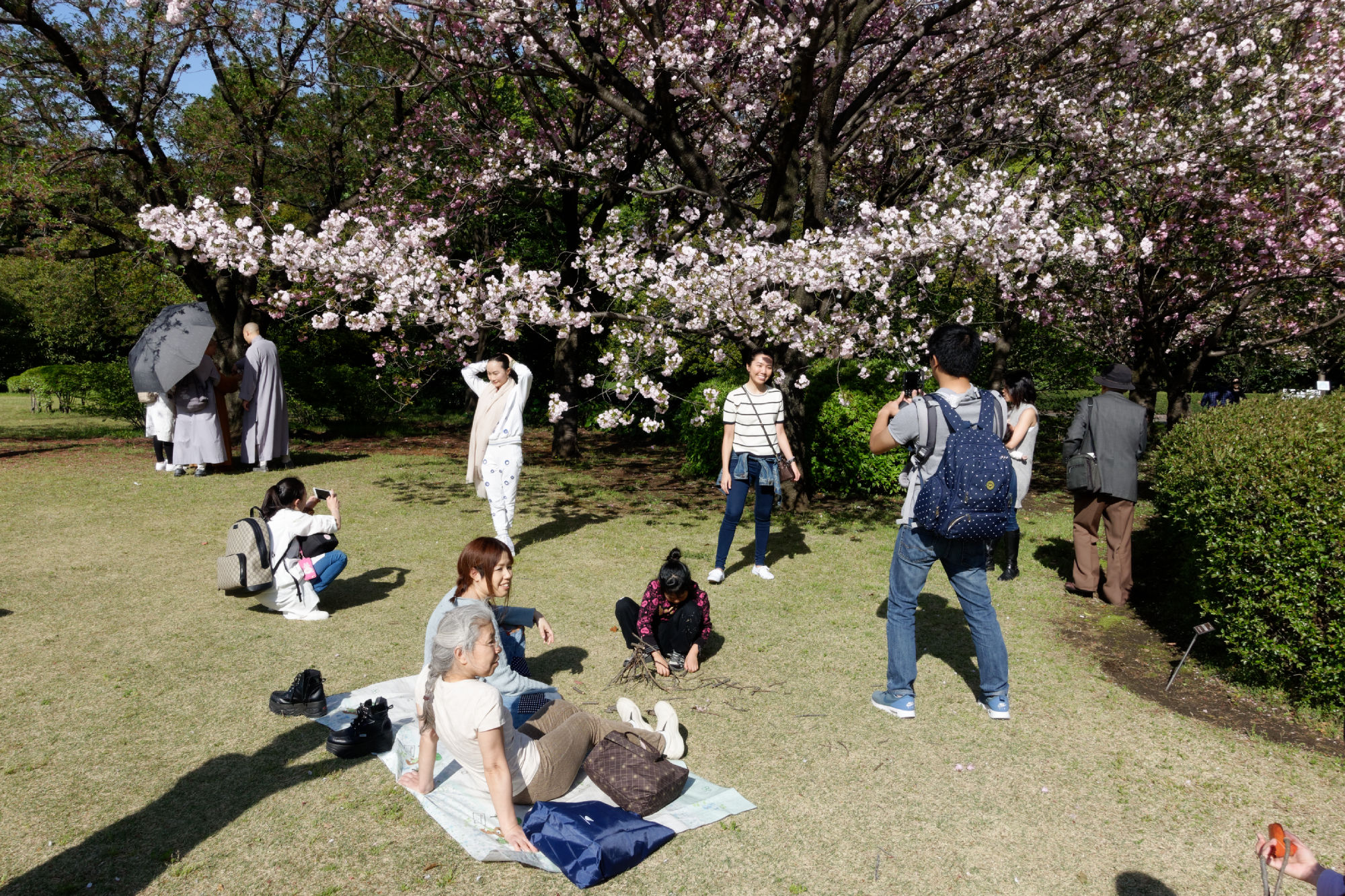 2017-04-19 15-14-57 Cherry Blossom