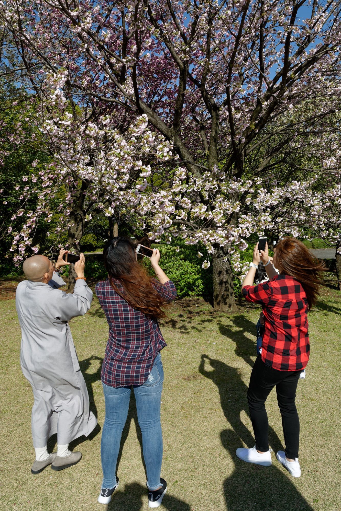 2017-04-19 15-19-49 Cherry Blossom