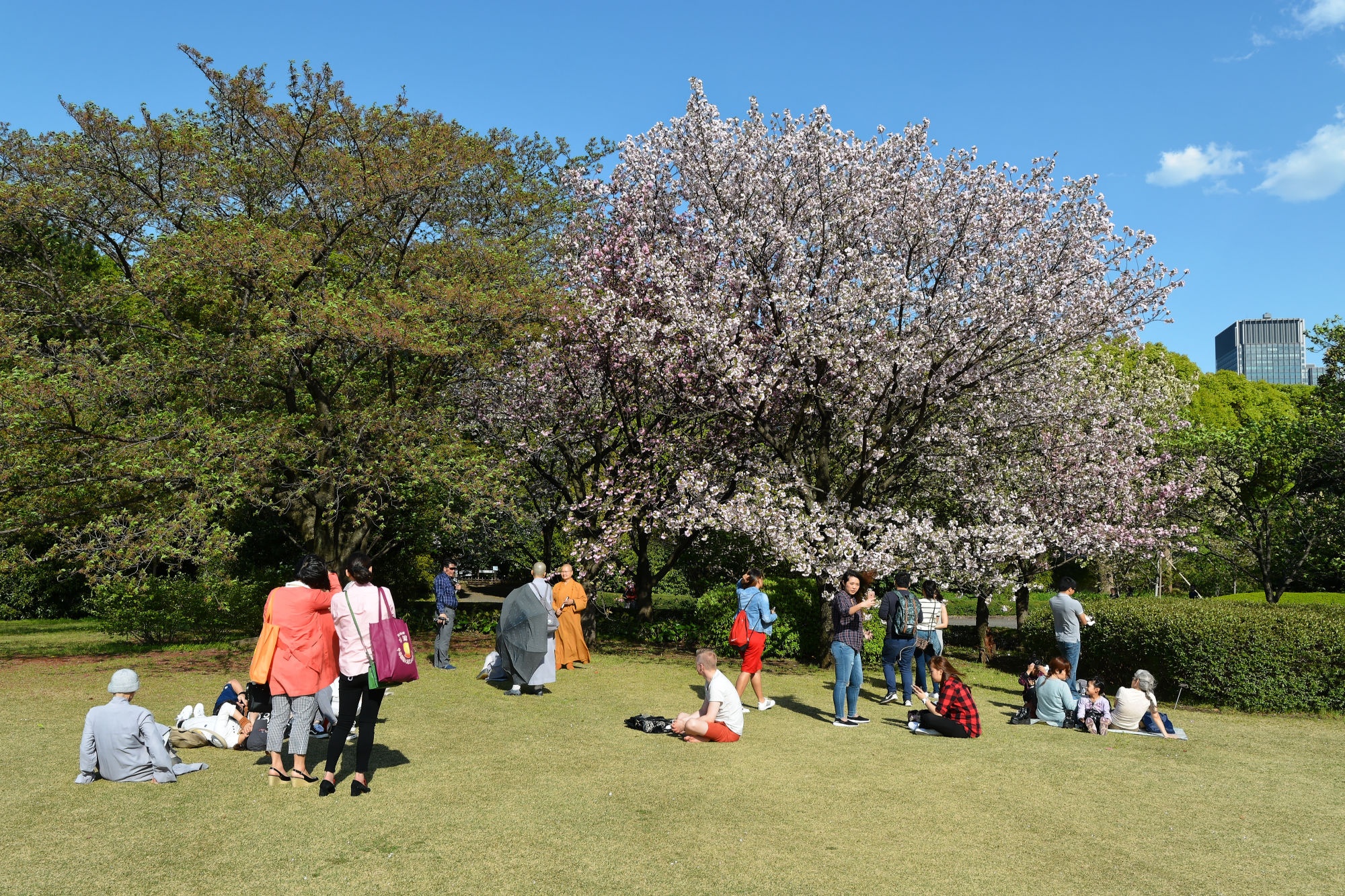 2017-04-19 15-24-27 Cherry Blossom